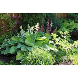 3 Gal. Guacamole Perennial Hosta, Avocado Green Leaves with Fragrant Blooms