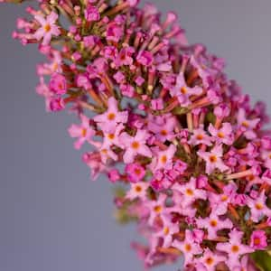 2 gal. Trippy Pink Buddleia Shrub with Hot Pink Blooms