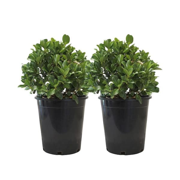 #5 Container Clara Indian Hawthorn Shrub Plants (2-Pack)