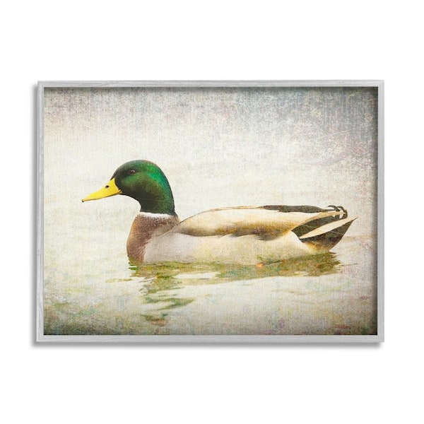 The Stupell Home Decor Collection Peaceful Mallard Duck Bird Swimming Water Detailed by Daniel Sproul Framed Animal Art Print 30 in. x 24 in.
