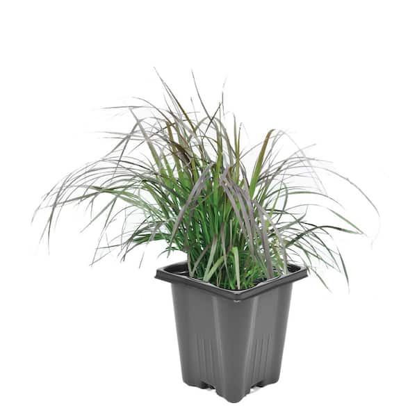 Unbranded 1.0 qt. Perennial Grass Pennisetum Rubrum (2-Pack)