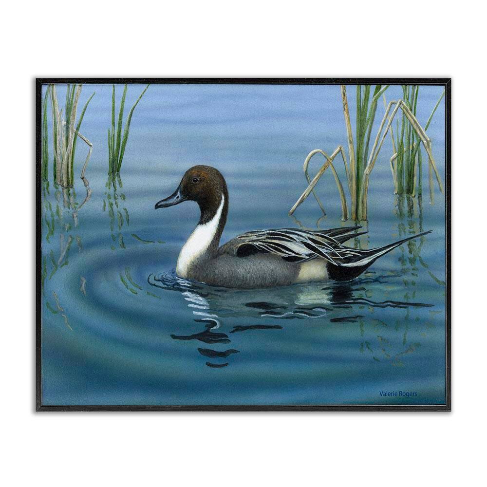 Pintail Loon in Pond by Valerie Rogers Black Framed Animal Giclee Art Print 24 in. x 30 in. price history on PriceWatchPro