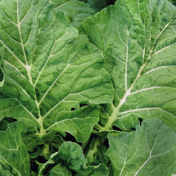 Collards
