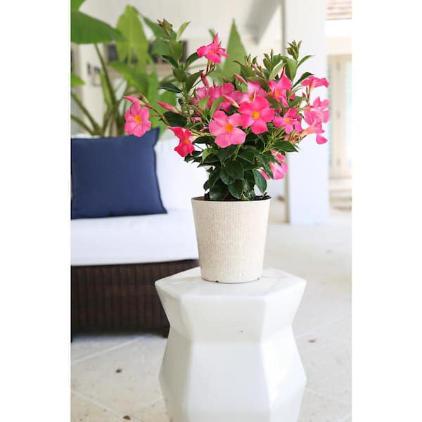 1QT Costa Farms Live Mandevilla Outdoor Plant in 1 QT Grower Pot Pink Flowers 4-Pack 