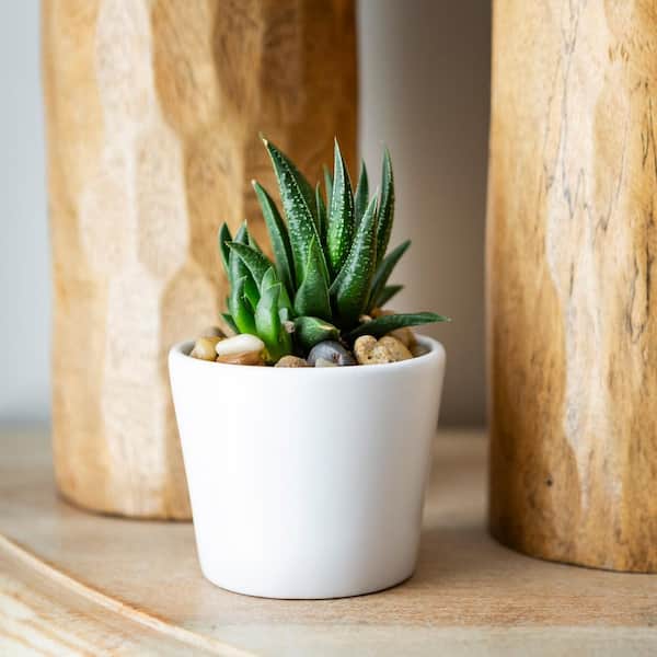 3 in. Ivorie Small White Ceramic Planter (3 in. D x 2.6 in. H)