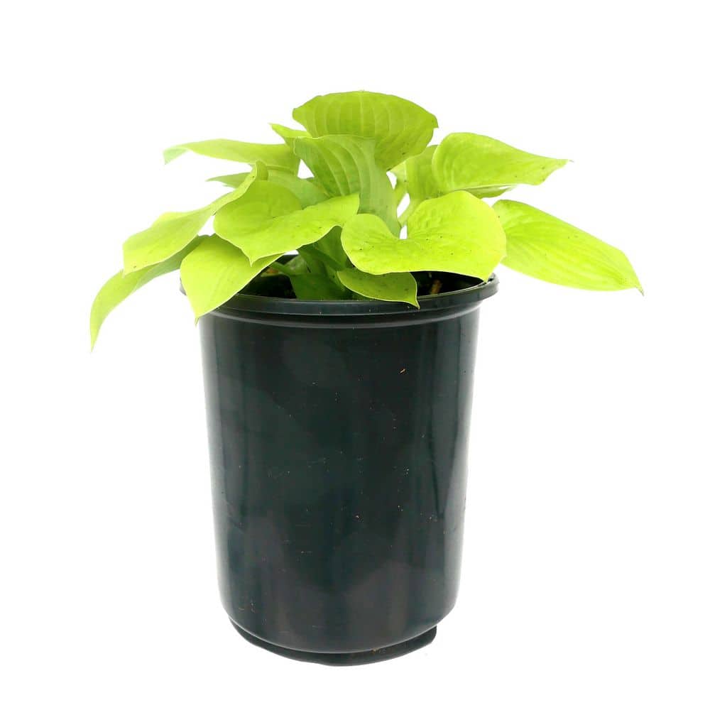 Perennial Hosta Glad Tidings 2.5 qt. (1-Pack)