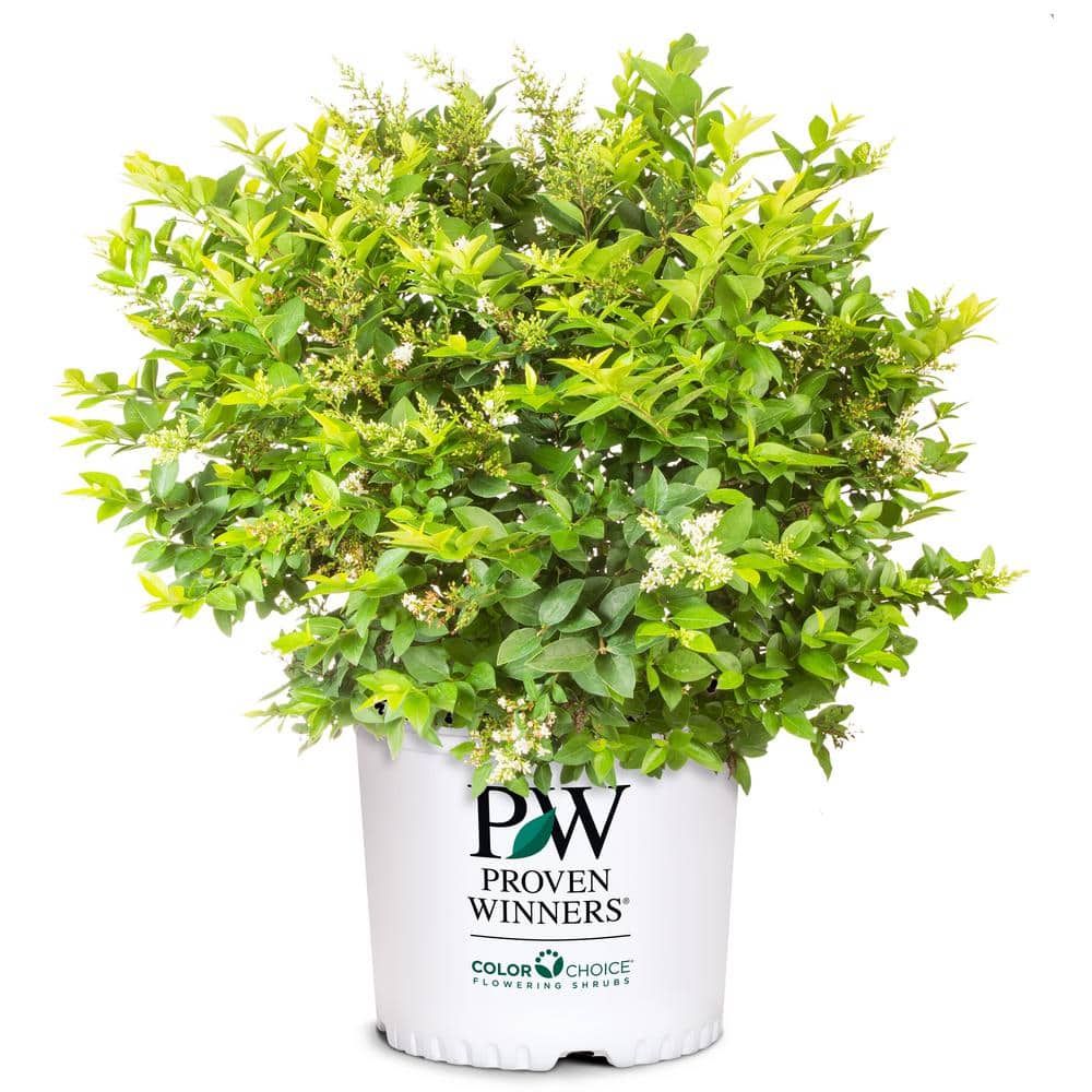 Golden Ticket Privet 2-Gallon Deciduous Shrub with White Flowers