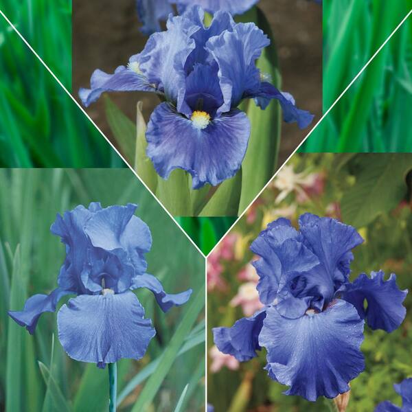 Spring Hill Nurseries Blue Flowering Iris Mixture, Live Bareroot Perennials (3-Pack)