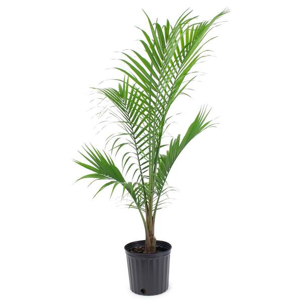 Pure Beauty Farms 1.9 Gal. Majesty Palm Plant in 9.25 in. Grower's Pot