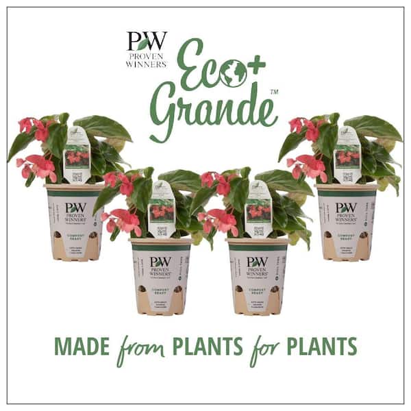 Proven Winners Dragon Wing Begonia
