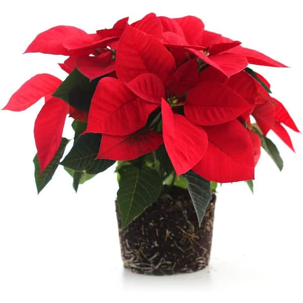 Unbranded 4 in. Red Poinsettia Holiday Plant