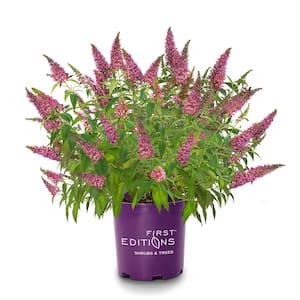 2 gal. Trippy Pink Buddleia Shrub with Hot Pink Blooms