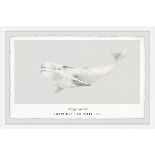 beluga whale drawing