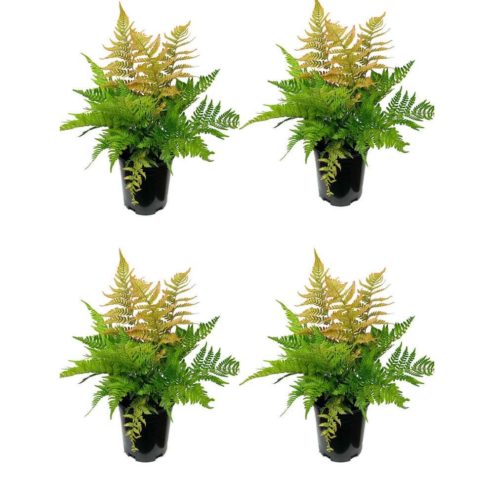 Perennial Fern Dryopteris e. Brilliance Autumn 2.5 qt. (4-Pack)