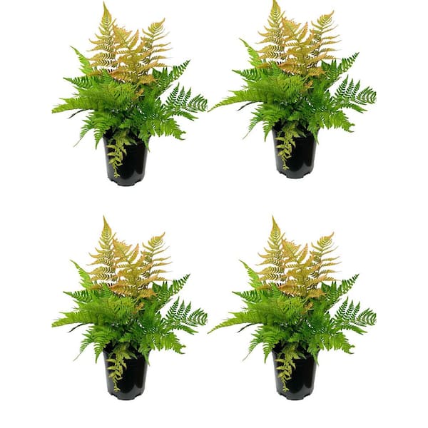 Unbranded Perennial Fern Dryopteris e. Brilliance Autumn 2.5 qt. (4-Pack)