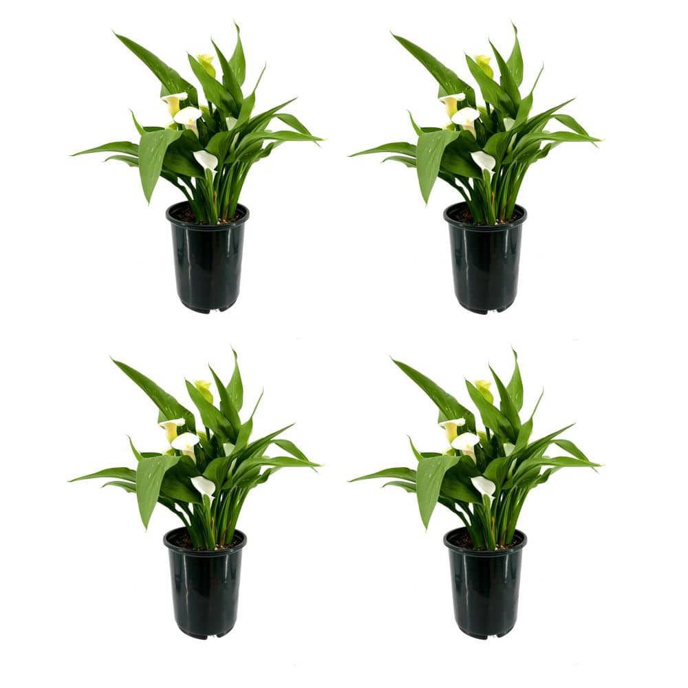2.5 Qt. Perennial Calla Lily White (4-Pack)