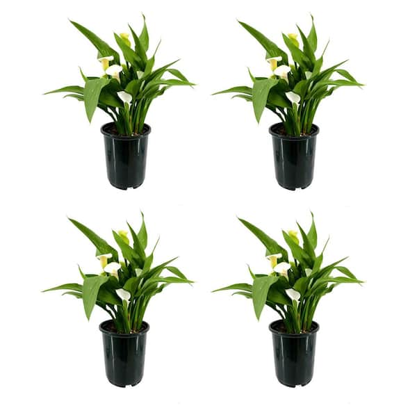 Unbranded 2.5 Qt. Perennial Calla Lily White (4-Pack)