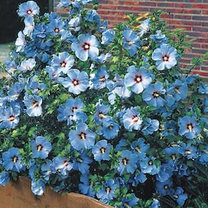 Bluebird Rose of Sharon (Althea), Live Deciduous Bare Root Shrub, Blue Flowers on Green Foliage (1-Pack)