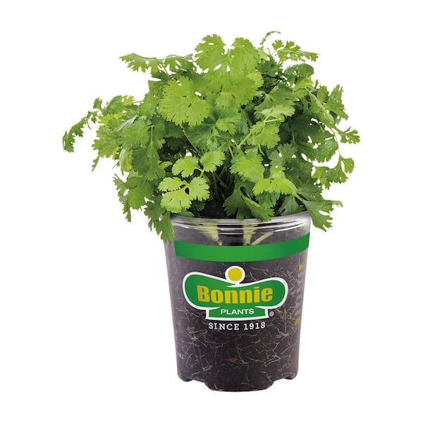 19 oz. Cilantro Herb Plant