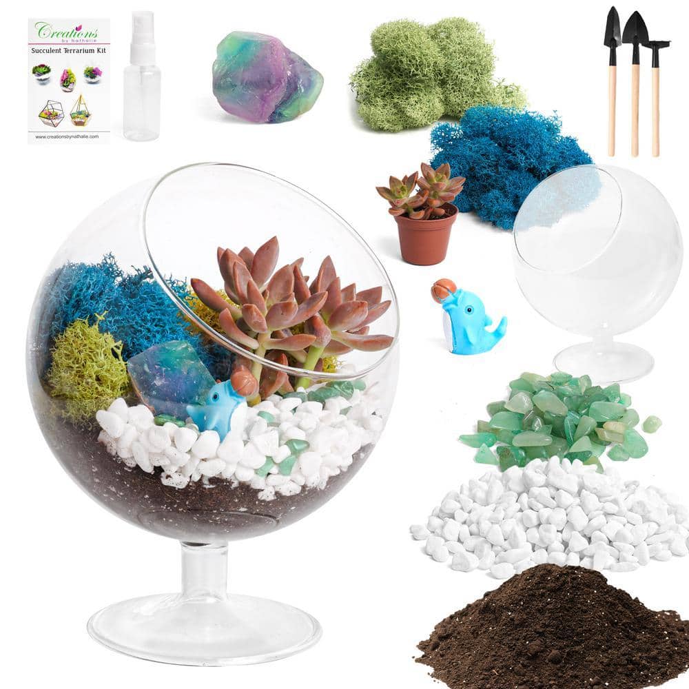 6 in. Chalice Glass Terrarium Kit with Live Succulent, Reindeer Moss, Crystals, Rocks, Tools and Figurine price history on PriceWatchPro