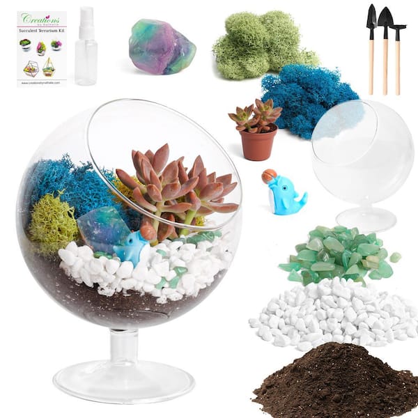 6 in. Chalice Glass Terrarium Kit with Live Succulent, Reindeer Moss, Crystals, Rocks, Tools and Figurine
