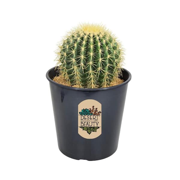 1.5 Gal Golden Barrel Cactus (Echinocactus Grusonii) Live Desert Beauty Cactus in 8.25 in. Growers Pot
