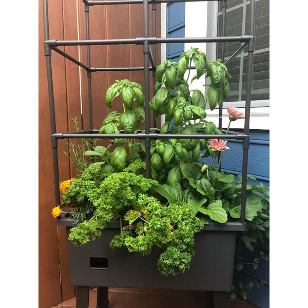 mature monstera thai constellation Monstera Thai Constellation in 6 Pot | Rare Variegated Thai Monstera for  sale