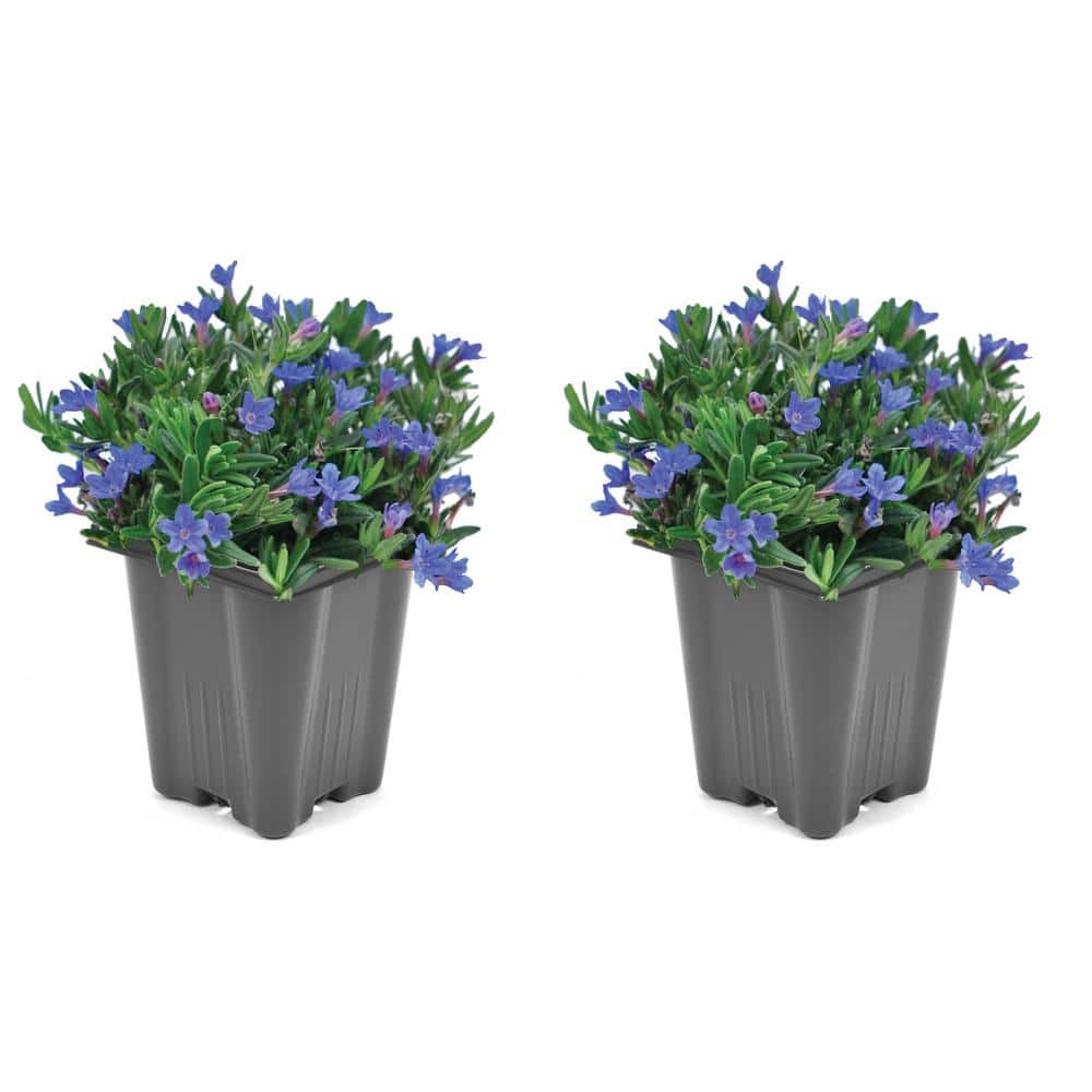 Perennial Lithodora Blue 1.0 Qt. - 2-Pack