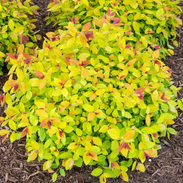 Spring Hill Nurseries 4 in. Pot, Magic Carpet Spirea, Live Potted Deciduous Flowering Shrub (1-Pack)