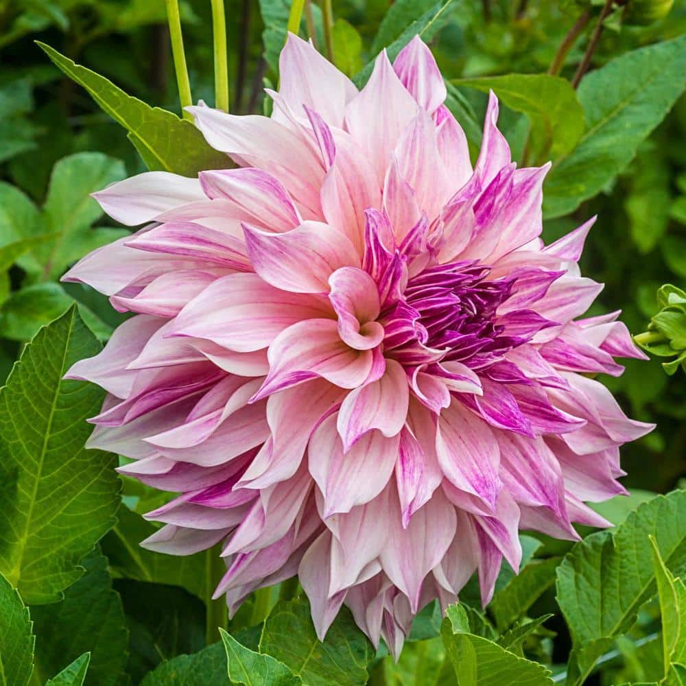 Breck's Cafe au Lait Royal Dahlia Dormant Bulb, Pink Colored