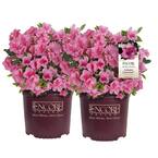 1 Gal. Autumn Carnival Azalea Shrub with Fluorescent Pink Flowers (2-pack)