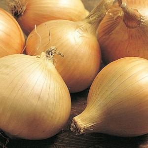 Walla Walla Onion Live Bareroot Vegetable Plants (2-Bunches)