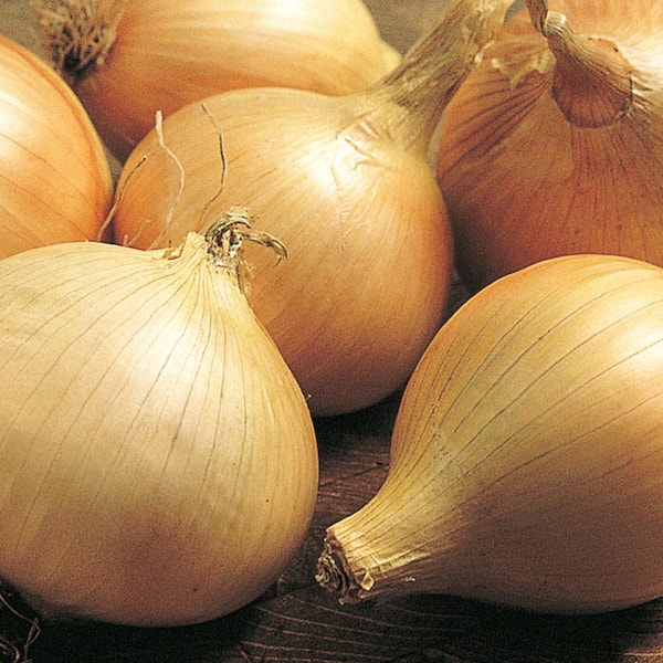 Gurney's Walla Walla Onion Bare Root Vegetable Starter Plants (2-Bunches)