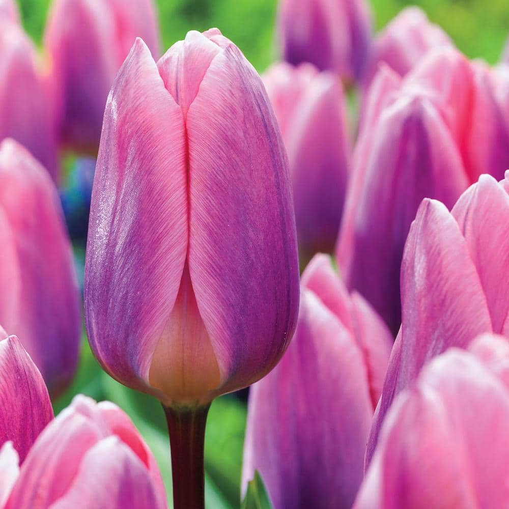 Van Bourgondien Light and Dreamy Darwin Hybrid Tulip Bulbs (25-Pack ...