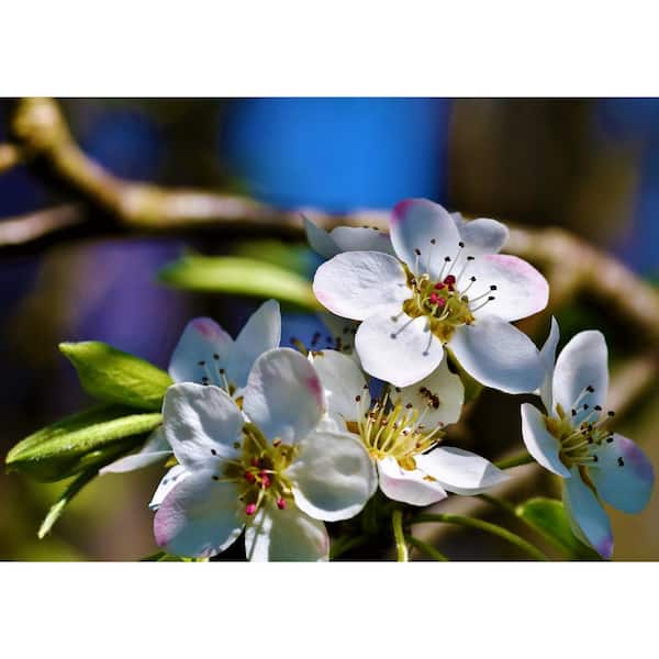 Dwarf Red Bartlett Pear Tree - Bright red, sweeter, juicier, and impro –  Online Orchards