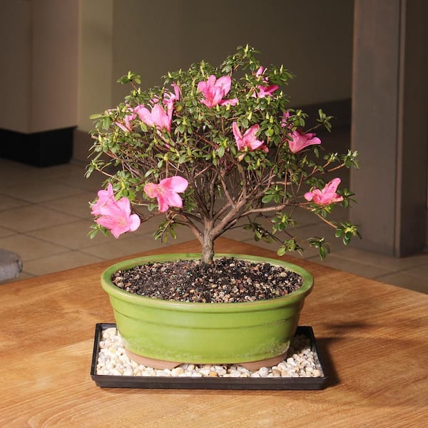 brussel's BONSAI Satsuki Azalea Bonsai Tree Outdoor Plant in