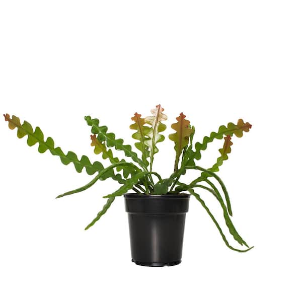 national PLANT NETWORK 6 in. Zig Zag Cactus Grower Container (1-Piece)