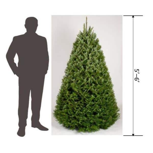 Fraser Fir Christmas Tree - Premium, Fresh Cut