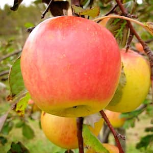 Online Orchards 3 ft. Golden Delicious Apple Tree with Honeyed Sweet Light Gold Fruit