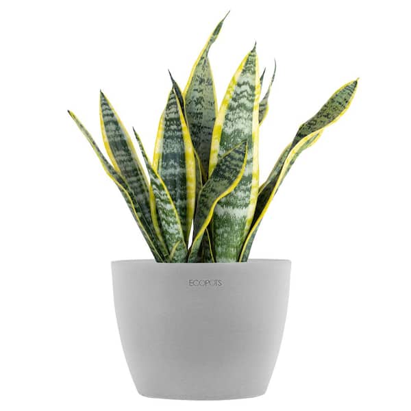 Sansevieria Laurentii Live Snake Plant in 6 inch Premium Ecopots White Grey Pot
