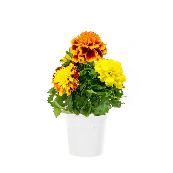 Click and Grow French Marigold Refill (3-Pack) for Smart Herb Garden