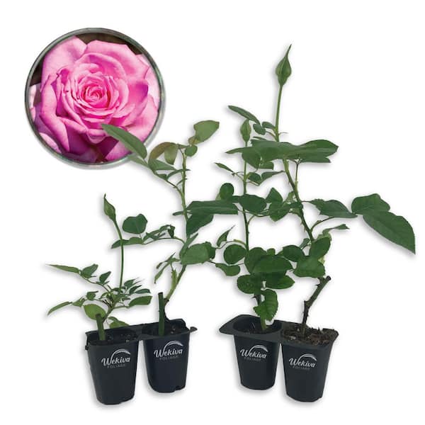 Beverly Rose Bush-4 Live Starter Plants in 2 in. Growers Pots-Beautifully Fragrant Hybrid Tea Rose