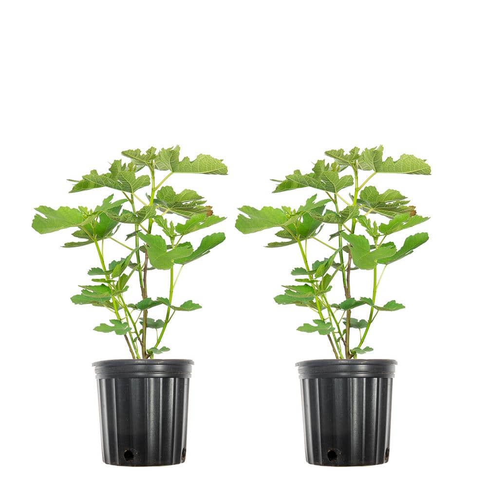 1 Gal. Fruiting Celeste Fig (2-Pack)