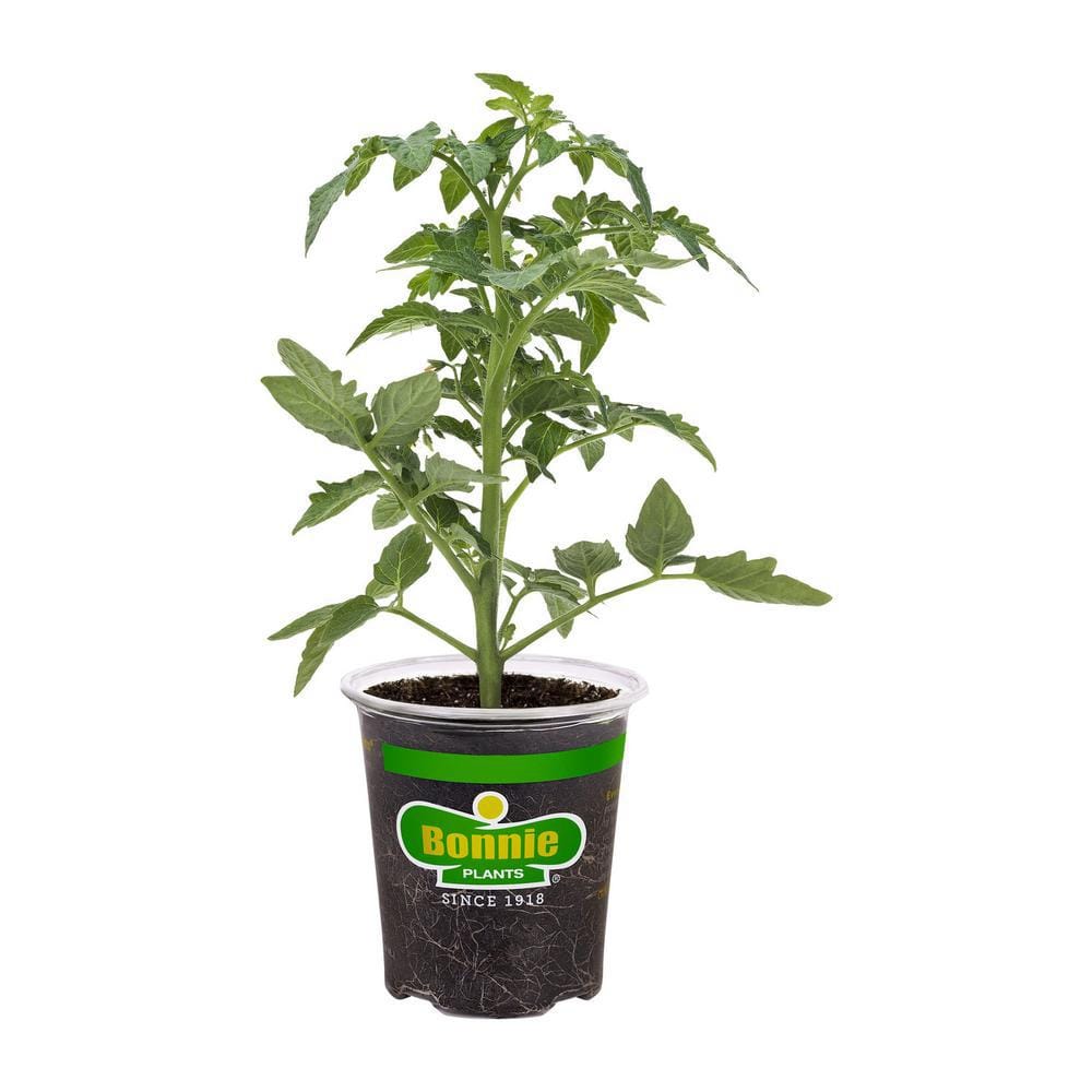 Bonnie Plants 19 oz. Big Beef Tomato Plant 0205 - The Home Depot