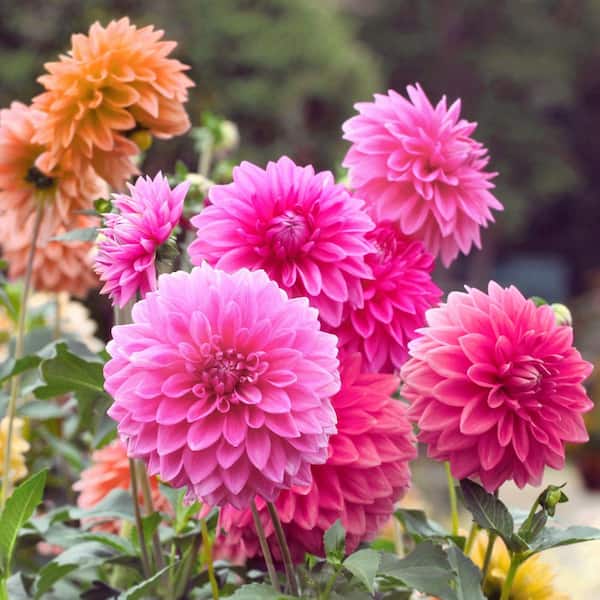 national PLANT NETWORK Dahlia Decorative Mixed Bulbs (5-Pack
