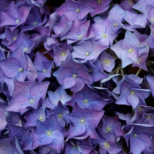 5 Gal. Let's Dance Rhythmic Blue Hydrangea Shrub with Blue and Pink Flowers and Rich Green Foliage