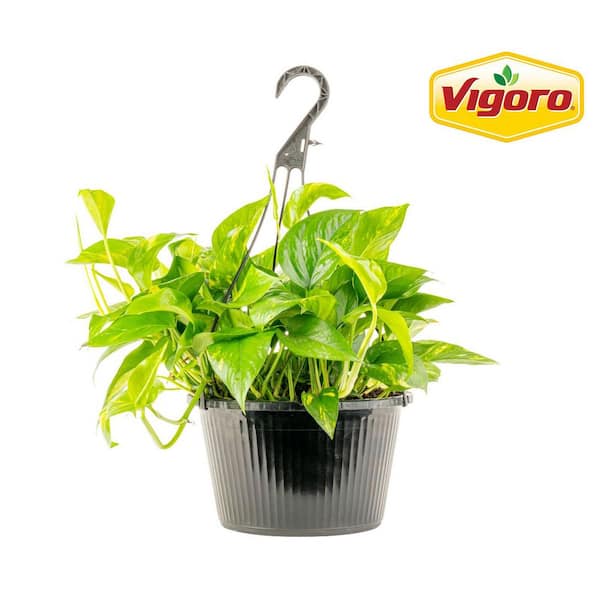 Vigoro Grower's Choice Indoor/Outdoor Plant in 10 in. Hanging Basket, Avg. Shipping Height 12-20 in