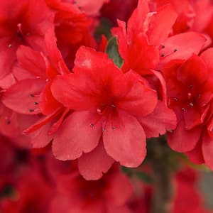 2.25 Gal. Pot, Girard Crimson Azalea Shrub Flowering Potted Broadleaf Evergreen Plant (1-Pack)