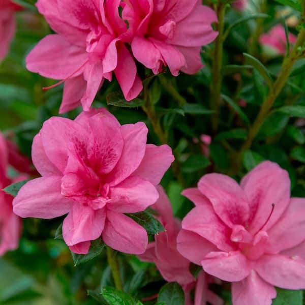 1 Gal. Autumn Empress Azalea Shrub with Semi-Double Pink Flowers