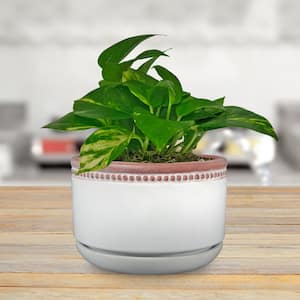 6 in. Ada White Ceramic Planter